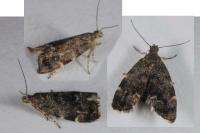 Anthophila fabriciana