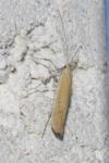 Aspilapteryx tringipennella