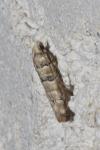 Pseudococcyx tessulatana