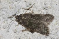 Cnephasia