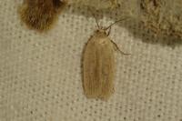 Agonopterix pallorella