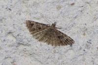 Alucita hexadactyla