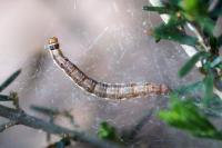 Parahyponomeuta egregiella