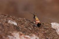 Adela australis