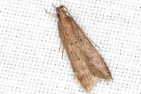 Helcystogramma lutatella
