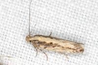 Scrobipalpa