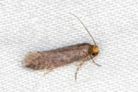 Cephimallota crassiflavella