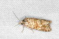 Aethes williana/margarotana