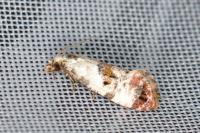 Neocochylis hybridella