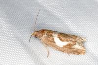 Epiblema foenella