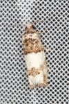 Epinotia thapsiana