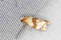 Phalonidia albipalpana