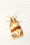 Phalonidia albipalpana