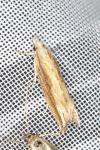 Eucosma obumbratana