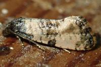Cochylichroa atricapitana