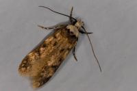 Endrosis sarcitrella