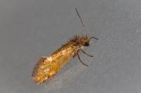 Dyseriocrania subpurpurella