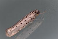 Yponomeuta sedella