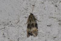 Celypha lacunana