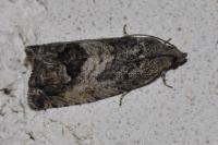 Cydia splendana