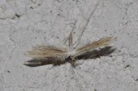 Emmelina monodactyla