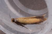 Coptotriche marginea