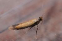 Coptotriche marginea