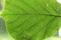 Stigmella microtheriella