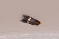 Stigmella microtheriella