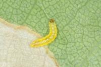 Stigmella microtheriella