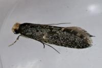 Monopis laevigella