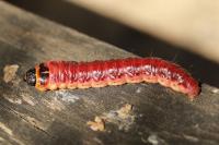 Cossus cossus