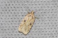 Agonopterix