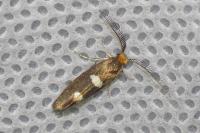 Incurvaria masculella