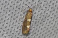 Incurvaria masculella