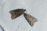 Cnephasia