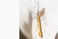 Coleophora