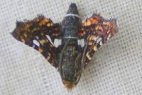 Thyris fenestrella