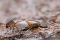 Phyllonorycter roboris