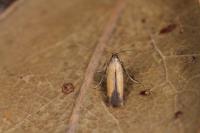 Coptotriche marginea