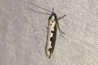 Ethmia bipunctella