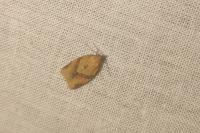 Clepsis consimilana