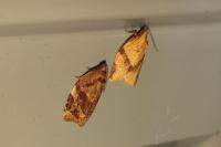 Clepsis consimilana