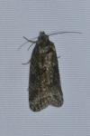 Cnephasia