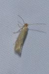 Bucculatrix cristatella