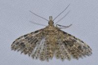 Alucita hexadactyla