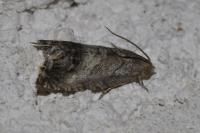 Cydia splendana