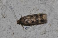 Bryotropha