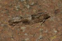 Crocidosema plebejana