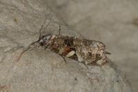 Phtheochroa rugosana